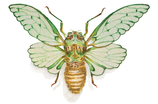 Cicada Mini Sticker