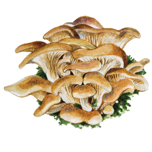 Oyster Mushroom Mini Sticker