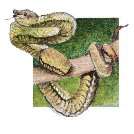 Snake MIni Sticker